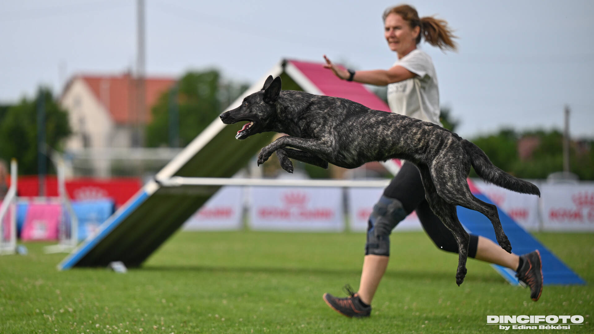 Újra vb-ezüstöt nyert Csík Ildikó és kutyája, Collet